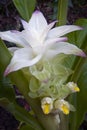 Turmeric flower Curcuma longa