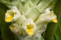 Turmeric flower Curcuma longa