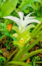 Turmeric flower Royalty Free Stock Photo
