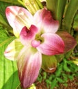 turmeric flower which has a beautiful pink color