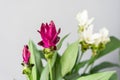 Turmeric is a flowering plant, Curcuma longa of the ginger family. Stylish green plant in ceramic pots on wooden vintage Royalty Free Stock Photo