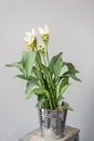 Turmeric is a flowering plant, Curcuma longa of the ginger family. Stylish green plant in ceramic pots on wooden vintage Royalty Free Stock Photo