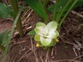 Turmeric flowers blooming in the resident& x27;s plantation area