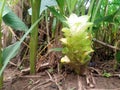 Turmeric flowers blooming in the resident& x27;s plantation area