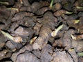 Turmeric(Kaha Beeja) and Small Plants in Sri Lanka.