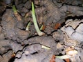 Turmeric(Kaha Beeja) and Small Plants in Sri Lanka.