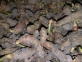 Turmeric(Kaha Beeja) and Small Plants in Sri Lanka.