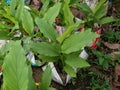 Turmeric(Kaha) and Small Plants in Sri Lanka.