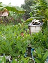 Turmeric(Kaha) and Small Plants in Sri Lanka.