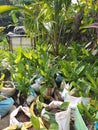 Turmeric(Kaha) and Small Plants in Sri Lanka.