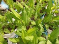 Turmeric(Kaha) and Small Plants in Sri Lanka.