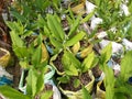 Turmeric(Kaha) and Small Plants in Sri Lanka.