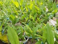 Turmeric(Kaha) and Small Plants in Sri Lanka.