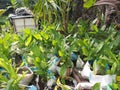 Turmeric(Kaha) and Small Plants in Sri Lanka.