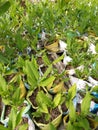 Turmeric(Kaha) and Small Plants in Sri Lanka.