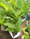 Turmeric(Kaha) and Small Plants in Sri Lanka.