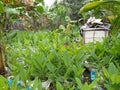 Turmeric(Kaha) and Small Plants in Sri Lanka.