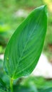 Turmeric Leaf