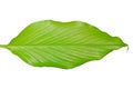 Turmeric leaf isolated on white Royalty Free Stock Photo