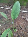 Turmeric leaf