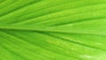 turmeric leaf shape with very strong internodes Royalty Free Stock Photo