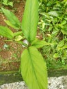 Turmeric leaf