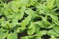 Turmeric leaves grown on the farm