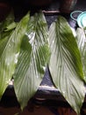 A turmeric leaves used for sweet dish.