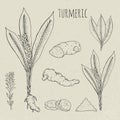Turmeric medical botanical isolated illustration. Plant, root cutaway, leaves, spices hand drawn set. Vintage sketch.