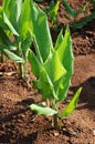 Turmeric plant