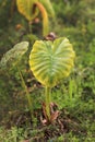 Turmeric plant Royalty Free Stock Photo