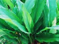 Turmeric plant close up green background Royalty Free Stock Photo