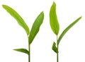 Turmeric plant or ginger plant isoled on white background Royalty Free Stock Photo