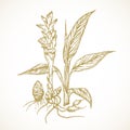 Turmeric Plant. Hand Drawn Sketch Spice Root Vegetable Vector Illustration. Natural Food Doodle Isolated