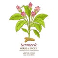 Turmeric plant illustration