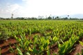 Turmeric plants