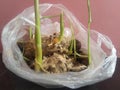 Turmeric plants growing in the plastic bag waste Royalty Free Stock Photo