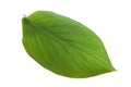 Turmeric rhizome green leaf isolated on white background Royalty Free Stock Photo