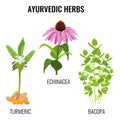 Turmeric with rhizomes, bacopa aquatic plant, Echinacea herbaceous flower