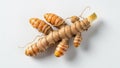 A turmeric root Curcuma longa is shown on a white background Royalty Free Stock Photo