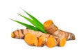 Turmeric root with green leaves isolated on white Royalty Free Stock Photo
