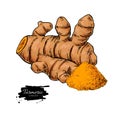 Turmeric root vector hand drawn illustration. Curcuma and powder Royalty Free Stock Photo