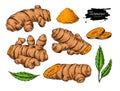 Turmeric root vector hand drawn illustration. Curcuma, powder,