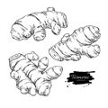 Turmeric root vector hand drawn illustration. Curcuma sketch Royalty Free Stock Photo