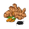 Turmeric root vector hand drawn illustration. Curcuma