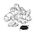 Turmeric root vector hand drawn illustration. Curcuma and sliced Royalty Free Stock Photo