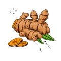 Turmeric root vector hand drawn illustration. Curcuma Royalty Free Stock Photo