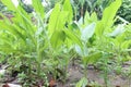 turmeric tree farm for spice harvest Royalty Free Stock Photo