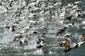 Turmoil and dynamic - Fleeing eider dugs on the South coast of Iceland Royalty Free Stock Photo