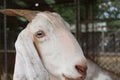 Turn away head of goat. Royalty Free Stock Photo